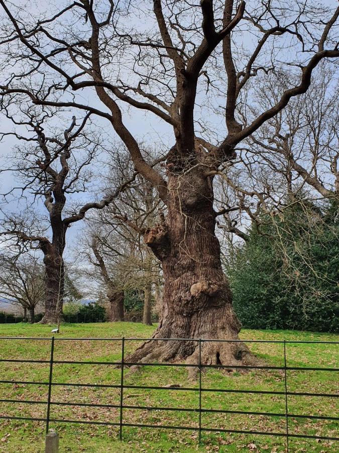 Kew Gardens - Private Double Room Richmond London - Homestay エクステリア 写真